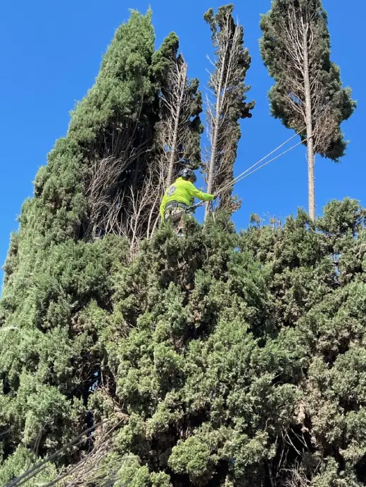 Tree Service